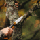 Fiskars Ručna testera za grane 1000613 - 2