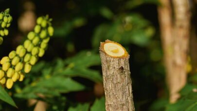 Akumulatorske makaze za baštu EasyPrune - 5